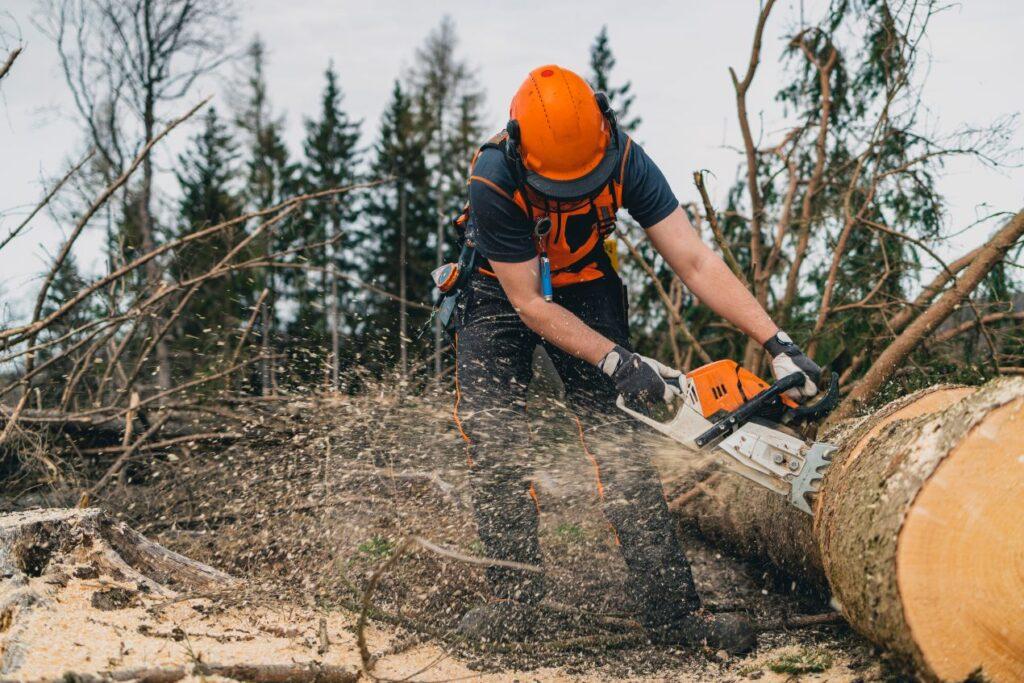 Forstarbeiter mit Schutzkleidung, der eine Motorsäge nutzt, um einen gefällten Baum im Wald zu zerteilen.